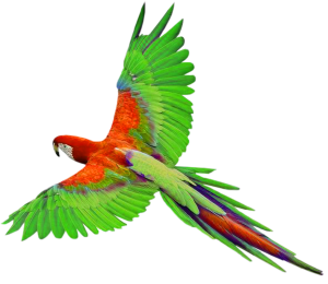 a colourful parrot